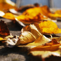 呼死你在线免费试用